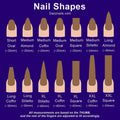 Illustration comparing popular press-on nail shapes and lengths, including oval, almond, coffin, square, and stiletto.
